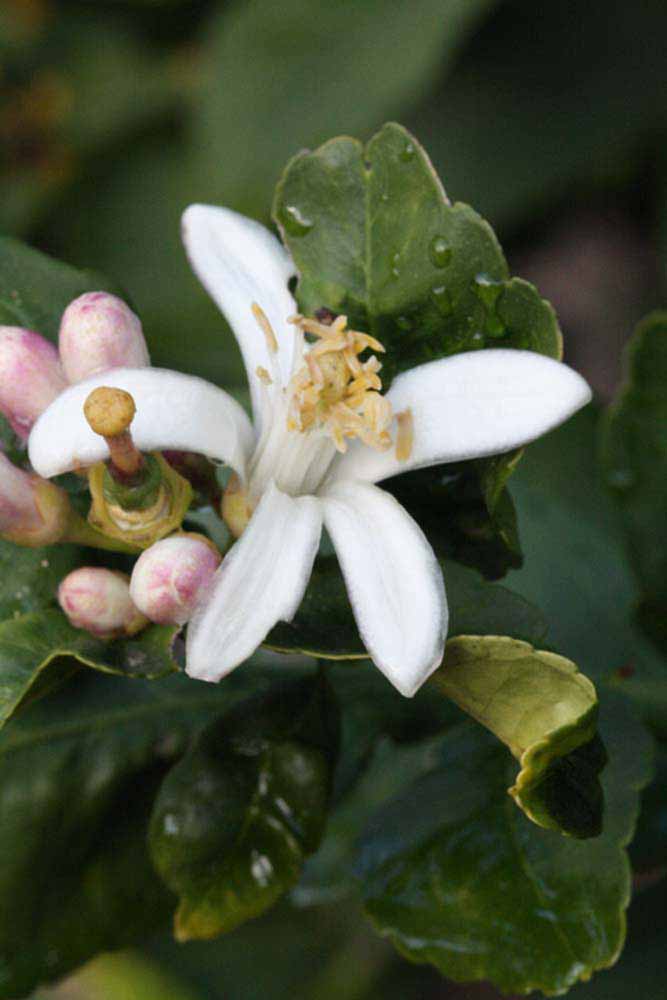            Flower (Corona Foothill, Riverside, CA)   